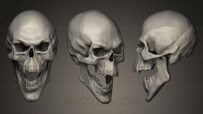 Anatomy of skeletons and skulls (ANTM_0045) 3D model for CNC machine